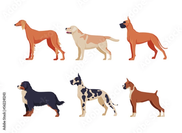 Fototapeta Side view of dogs of different breeds set. Purebred pet animals cartoon vector illustration