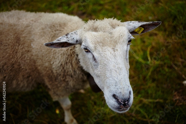 Fototapeta ヤギ sheep