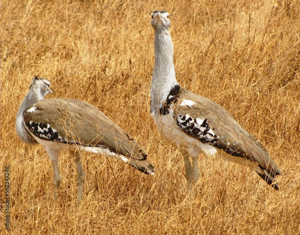 Obraz Avutarda kori.