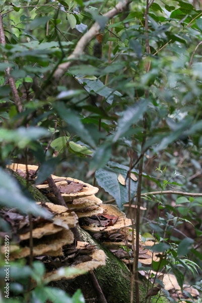 Obraz Fungi en tronco (Selva de Misiones, Argentina)