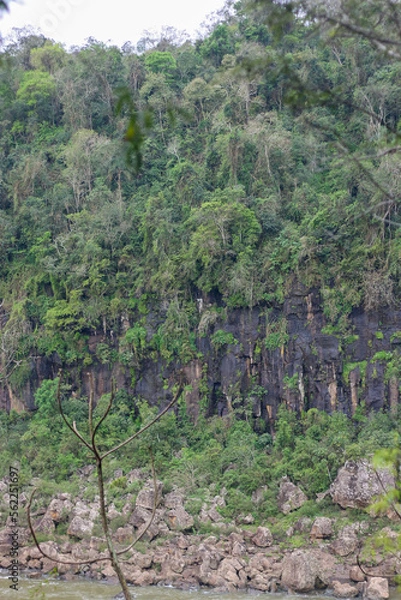 Fototapeta Follaje de selva de Iguazú (Misiones, Argentina)