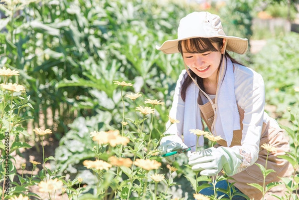 Fototapeta 花畑でガーデニング・園芸・家庭菜園・造園する女性（ガーデナー・剪定・ハサミ）