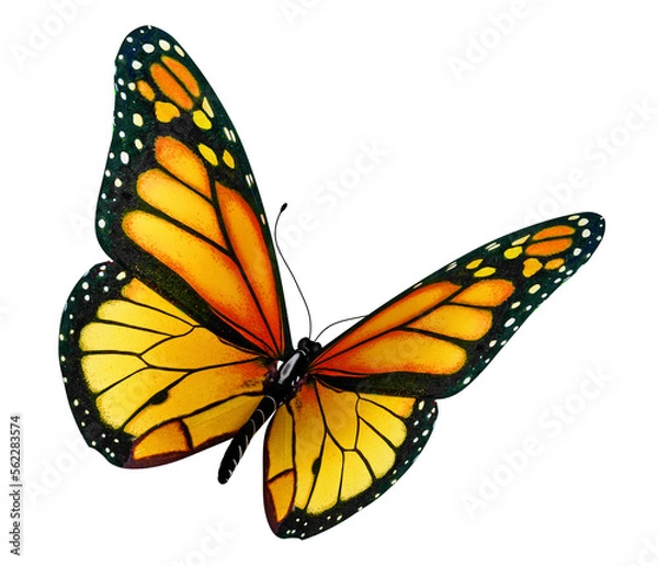 Obraz butterfly isolated