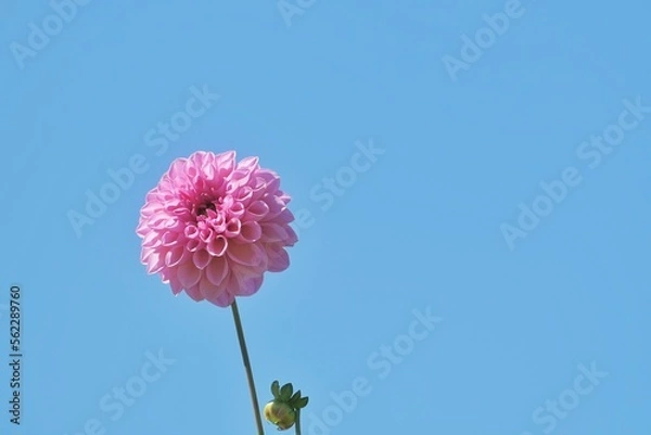 Obraz 北海道のダリア