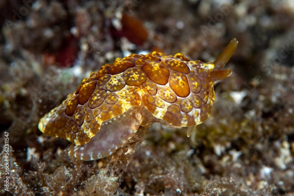 Fototapeta Sea slug - Pleurobranchus forskalii. Underwater macro world of Tulamben, Bali, Indonesia.