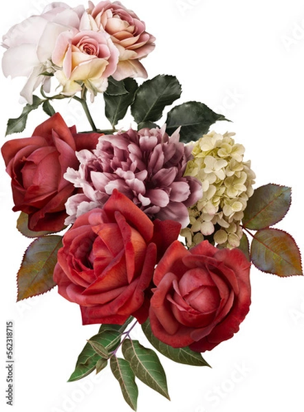 Obraz Red roses isolated on a transparent background. Png file.  Floral arrangement, bouquet of garden flowers. Can be used for invitations, greeting, wedding card.