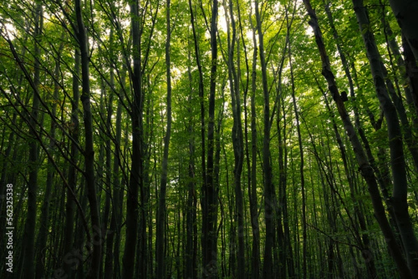 Fototapeta Lush forest background photo. Tall trees in moody view