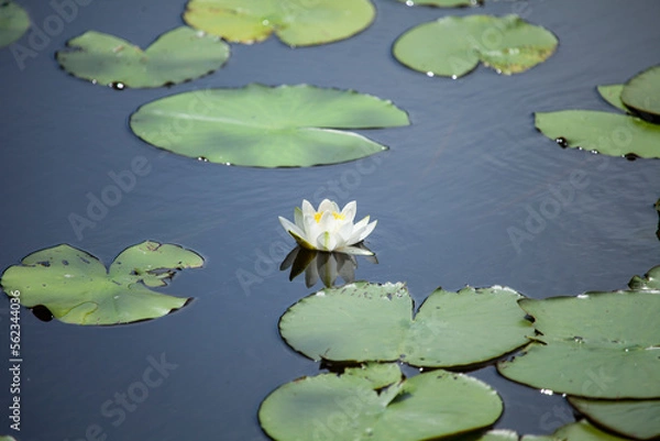 Obraz Seerose im Wasser