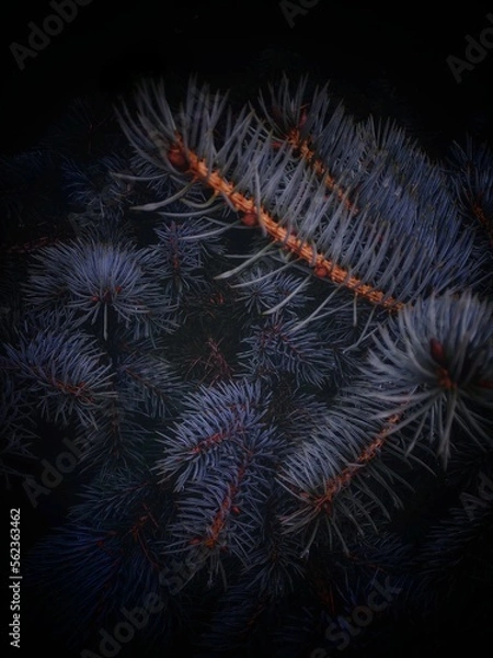 Fototapeta pine branch plant 