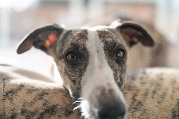 Fototapeta Dog looking the camera resting over other dog, whippet breed