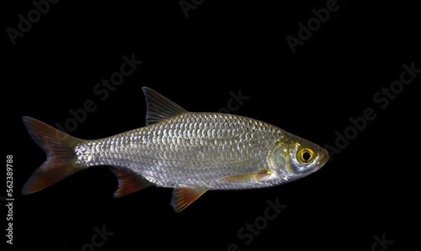 Obraz The common rudd (Scardinius erythrophthalmus)