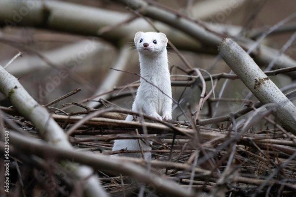 Obraz weasel in winter robe