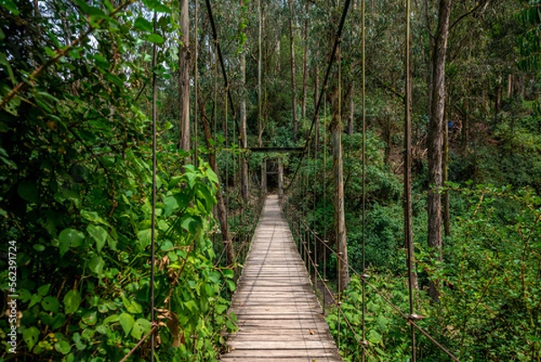 Fototapeta hanging wooden bridge in the forest