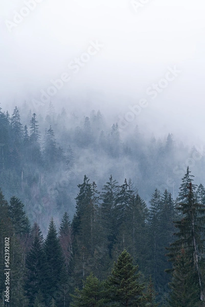 Fototapeta Fog in between pine trees in a forest.
