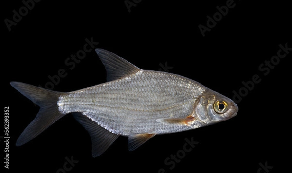 Fototapeta Blicca bjoerkna, alternatively called the white bream or the silver bream