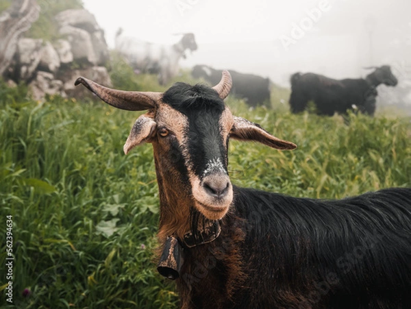 Fototapeta Detail of goat looking at camera on a misty day.