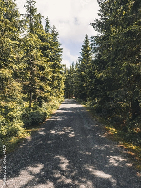 Fototapeta Rocky road in between pine trees in a forest in Šumava National Park, Czech Republic.