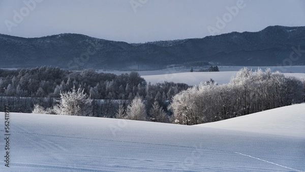 Fototapeta 美瑛　富良野　北海道