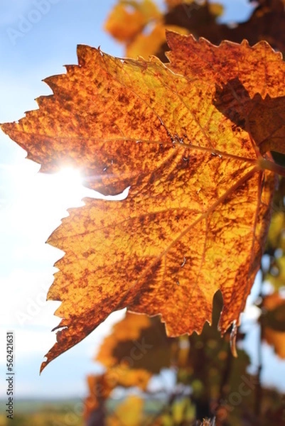Fototapeta Weinblatt 2