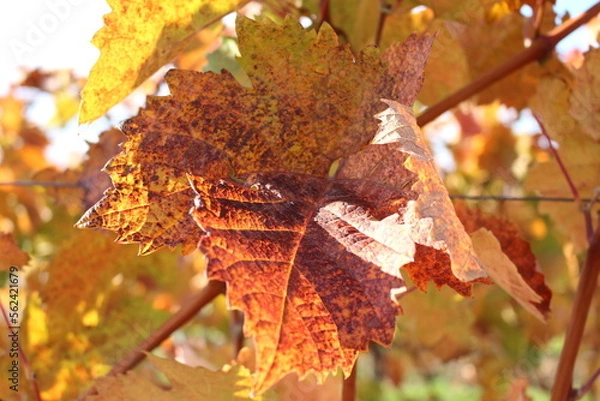 Fototapeta Weinblatt 4