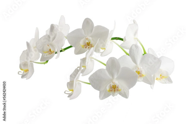 Obraz Białe Phalaenopsis Orchid Flowers na łodydze, odizolowane na białym tle