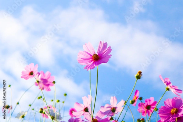 Obraz Beautiful cosmos flowers in garden.