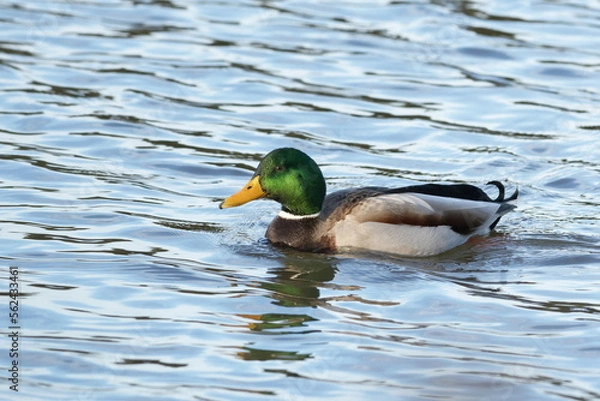 Obraz duck on the water