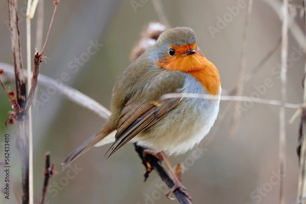 Obraz Robin on a branch