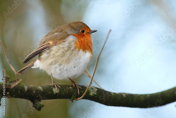 Obraz Robin on a branch