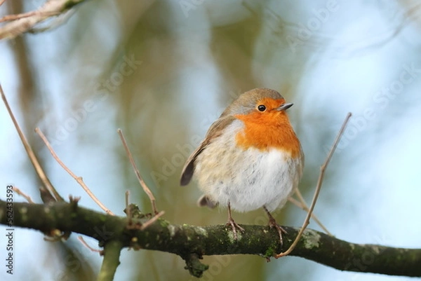Obraz Robin on a branch