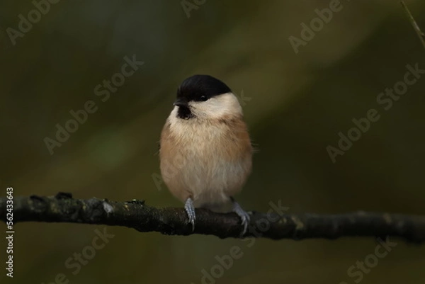 Obraz willow tit on abranch