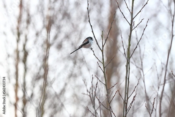 Obraz Long tailed tit in a tree