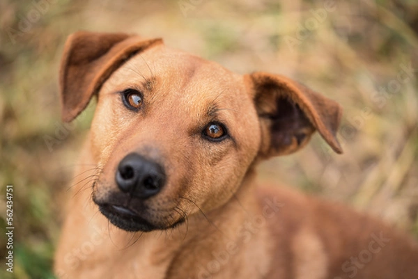 Fototapeta Closeup photo of a mongrel dog