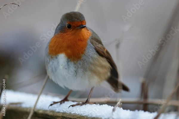 Obraz robin on snow