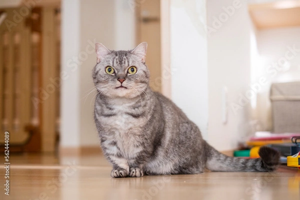 Fototapeta 短足かわいいマンチカン