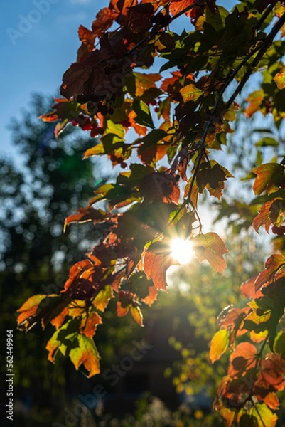 Fototapeta Sunlight like a star through colorful leaves in autumn