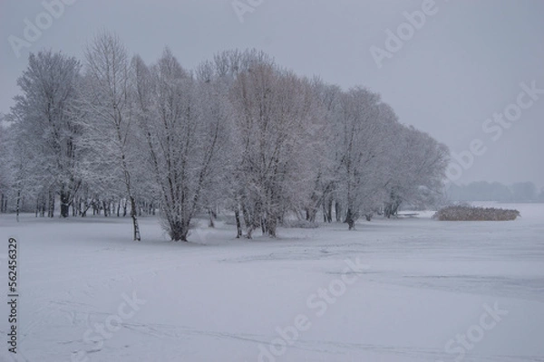 Fototapeta Winter frozen lake covered with a carpet of snow, shore and reeds. Winter.