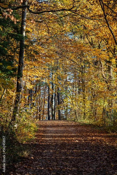 Fototapeta Woodland lane through the colorful autumn forest