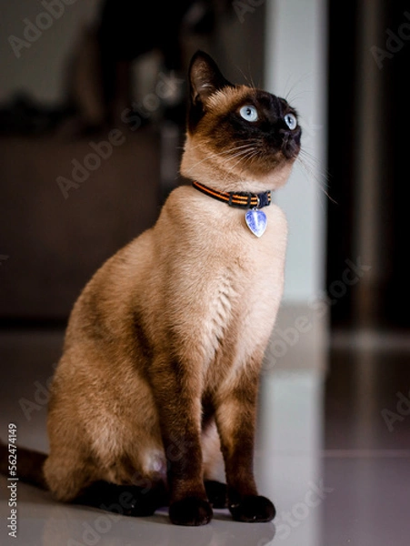 Obraz siamese cat on the table