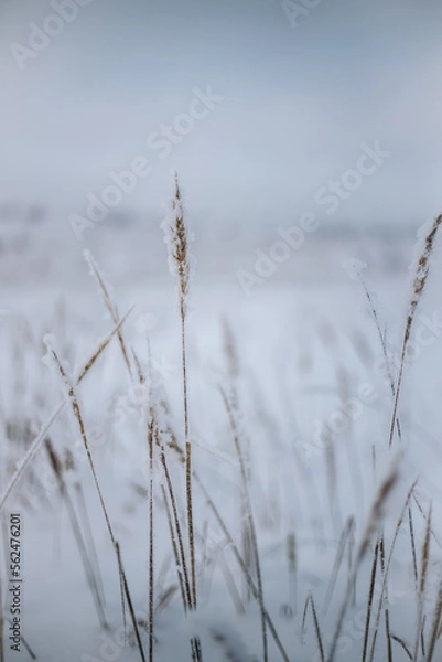 Fototapeta Wheat spikes came out of the snow