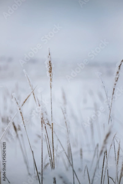 Fototapeta Wheat spikes came out of the snow