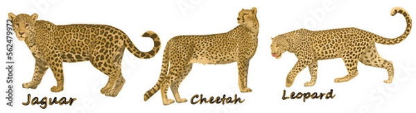 Fototapeta Set of cheetah and jaguar and leopard from different angles and emotions in cartoon style. Vector illustration of African animal predators isolated on white background.