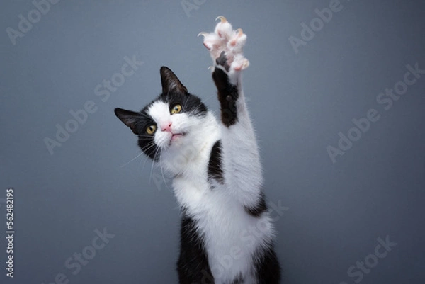 Fototapeta playful tuxedo cat raising paw showing claws on gray background with copy space