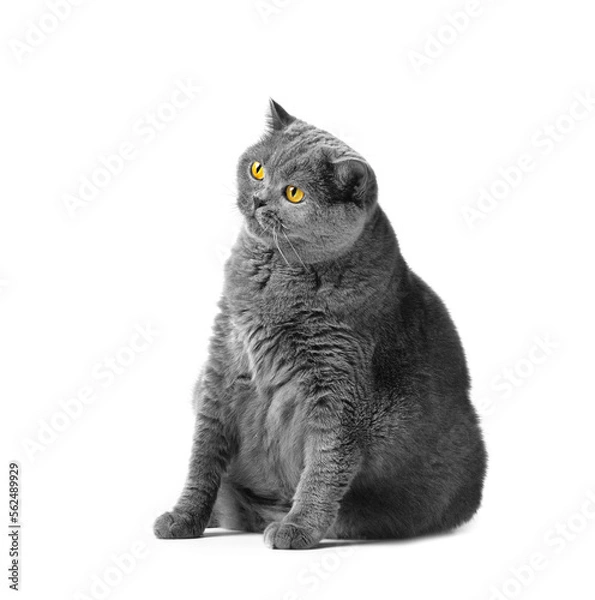 Obraz Fat British shorthair cat sitting in front of white background
