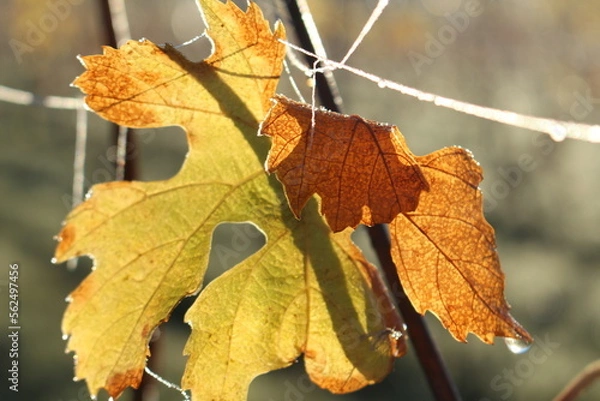 Fototapeta Weinblätter