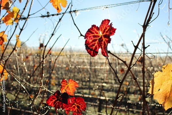 Fototapeta Weinreben