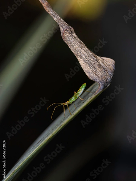 Obraz Simetria da vida