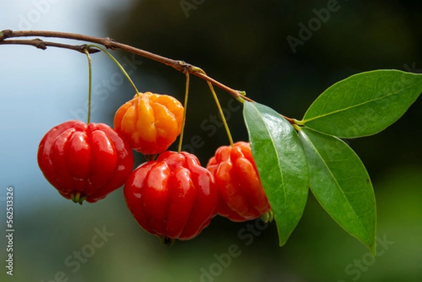 Obraz Brazilian cherry on tree (Eugenia uniflora)