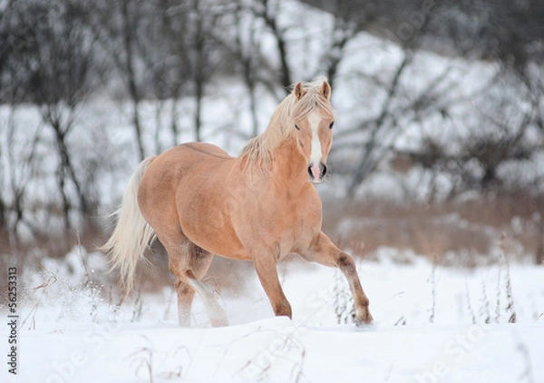 Fototapeta palomino pony