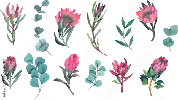 Obraz Vector watercolor set of magenta protea flowers and eucalyptus branches. Elements for fabric, textile, roll wallpaper, design, backgrounds, textures, digital paper